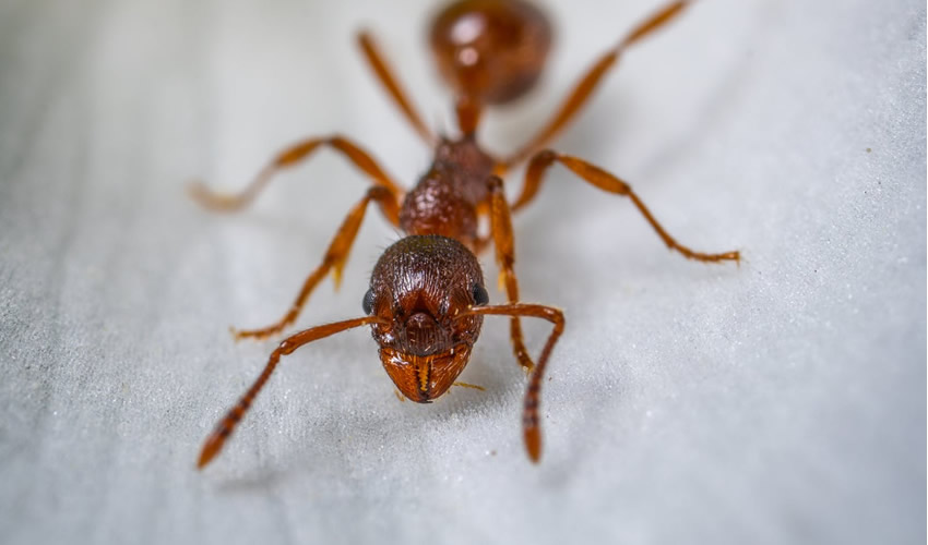 Desvendando o Mistério das Formigas: Estratégias Eficazes de Controle da Fatality Pragas
